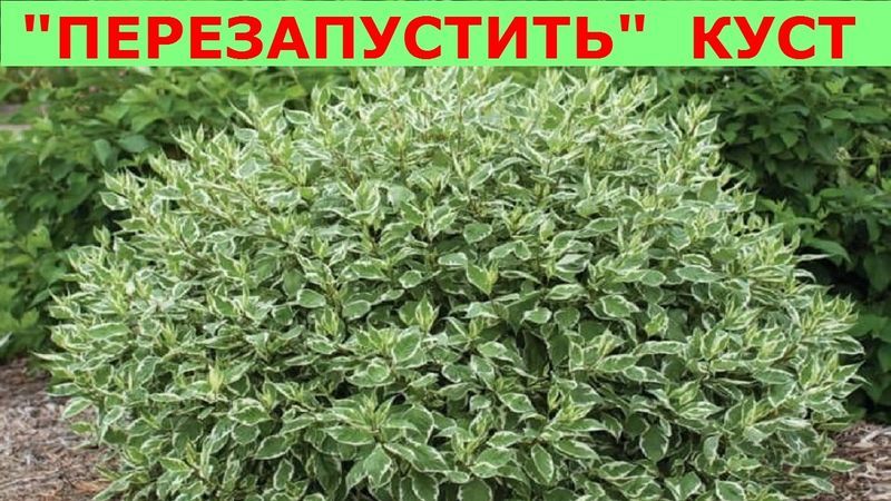2. дерен.jpg