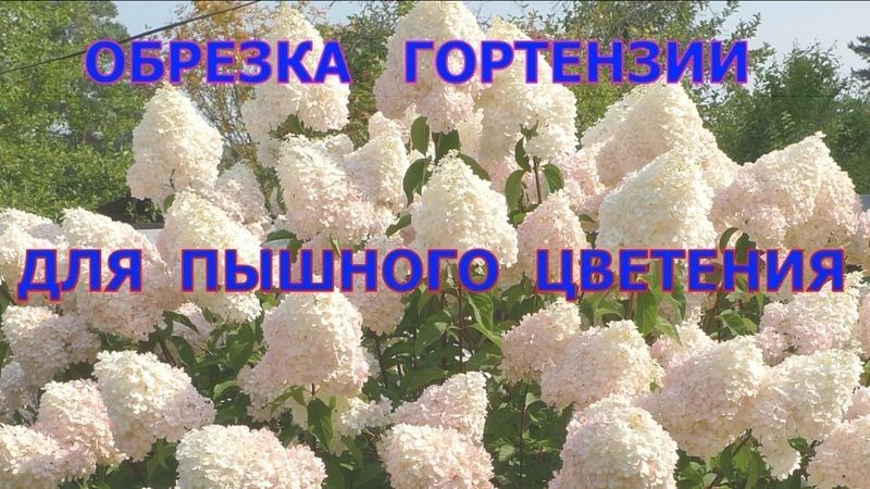 3. гортензия.jpg