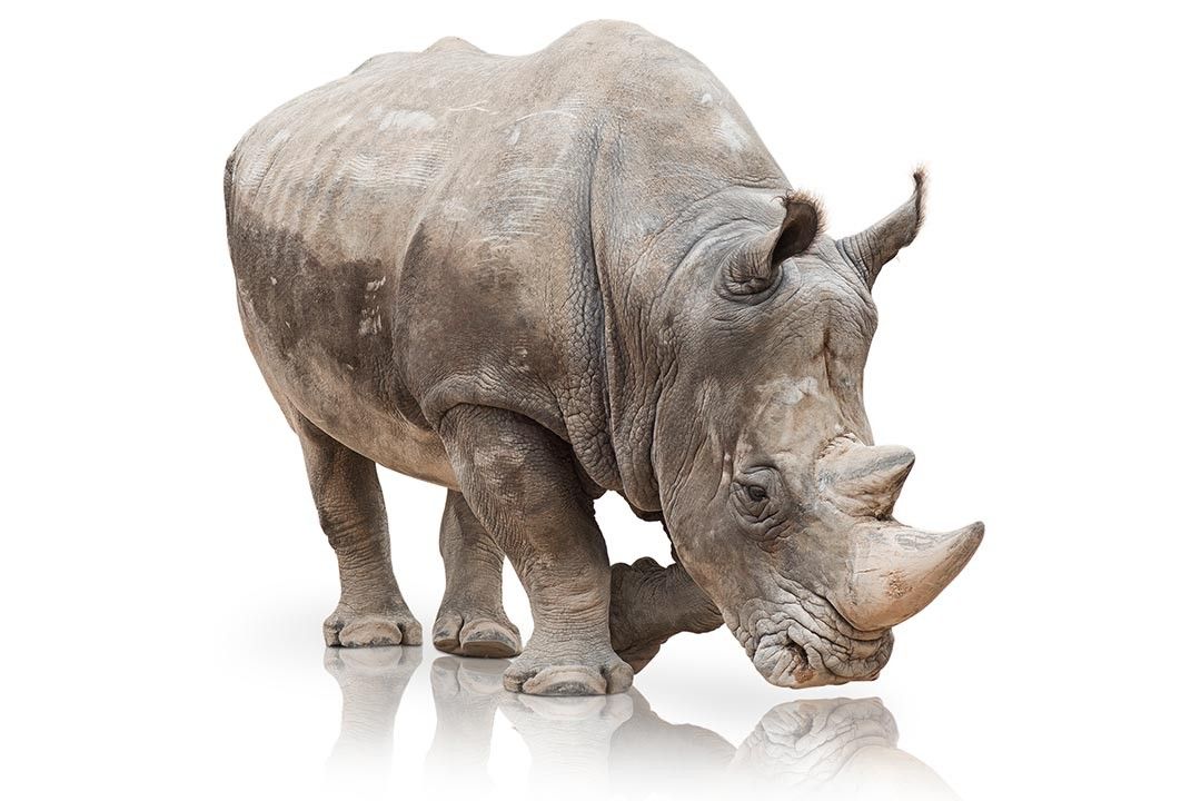 ba_alce_rhino_before.jpg